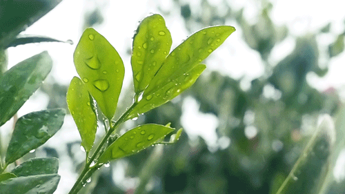 春風(fēng)十里，不如室內(nèi)這抹綠“迷醉”你！
