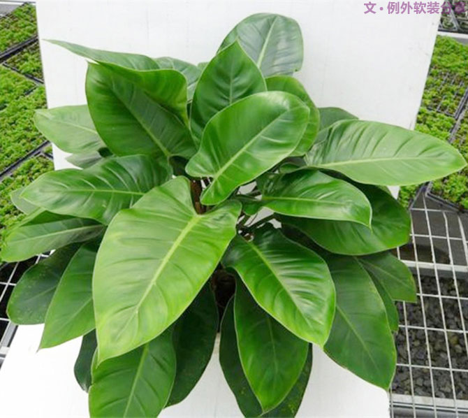 不能不知的家居綠植選擇、養(yǎng)護技巧，居家必備！-別墅設(shè)計,軟裝設(shè)計,室內(nèi)設(shè)計,豪宅設(shè)計,深圳例外軟裝設(shè)計公司
