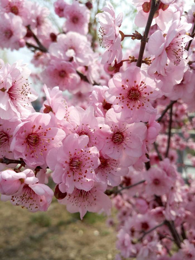 陽(yáng)春三月，這些美景其實(shí)可以帶回家！-別墅設(shè)計(jì),軟裝設(shè)計(jì),室內(nèi)設(shè)計(jì),豪宅設(shè)計(jì),深圳例外軟裝設(shè)計(jì)公司
