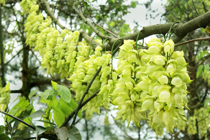 陽(yáng)春三月，這些美景其實(shí)可以帶回家！-別墅設(shè)計(jì),軟裝設(shè)計(jì),室內(nèi)設(shè)計(jì),豪宅設(shè)計(jì),深圳例外軟裝設(shè)計(jì)公司