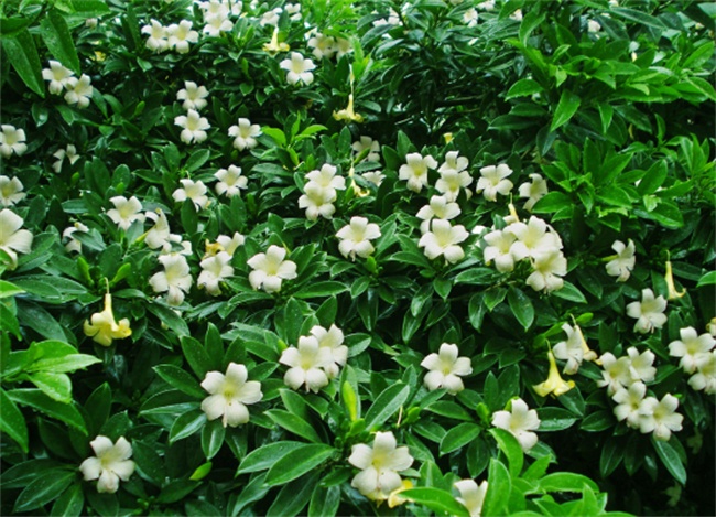 不能不知的11款強(qiáng)室內(nèi)吸毒植物，裝修房子必備-別墅設(shè)計(jì),軟裝設(shè)計(jì),室內(nèi)設(shè)計(jì),豪宅設(shè)計(jì),深圳例外軟裝設(shè)計(jì)公司