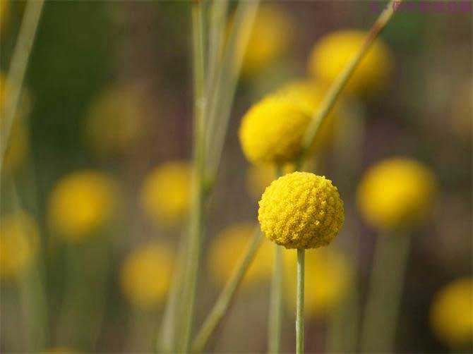 【例外.花箋記】金槌花，敲打在心間的小鼓槌！-別墅設(shè)計(jì),軟裝設(shè)計(jì),室內(nèi)設(shè)計(jì),豪宅設(shè)計(jì),深圳例外軟裝設(shè)計(jì)公司