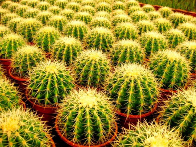 不能不知的11款強(qiáng)室內(nèi)吸毒植物，裝修房子必備-別墅設(shè)計(jì),軟裝設(shè)計(jì),室內(nèi)設(shè)計(jì),豪宅設(shè)計(jì),深圳例外軟裝設(shè)計(jì)公司
