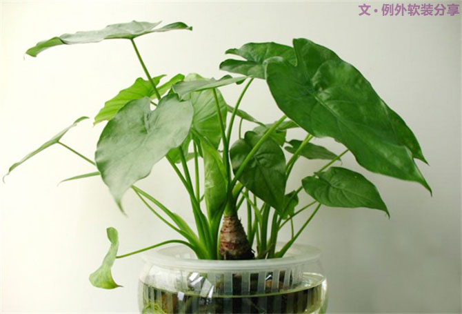 【裝修后必備】教你認識5種強吸毒植物-別墅設(shè)計,軟裝設(shè)計,室內(nèi)設(shè)計,豪宅設(shè)計,深圳例外軟裝設(shè)計公司